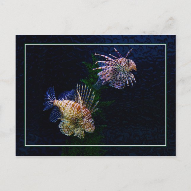 Carte Postale Lionfish Pair Postcards (Devant)