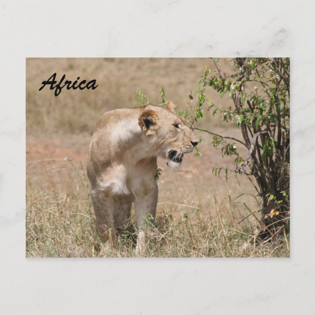 Carte Postale lionne (Devant)