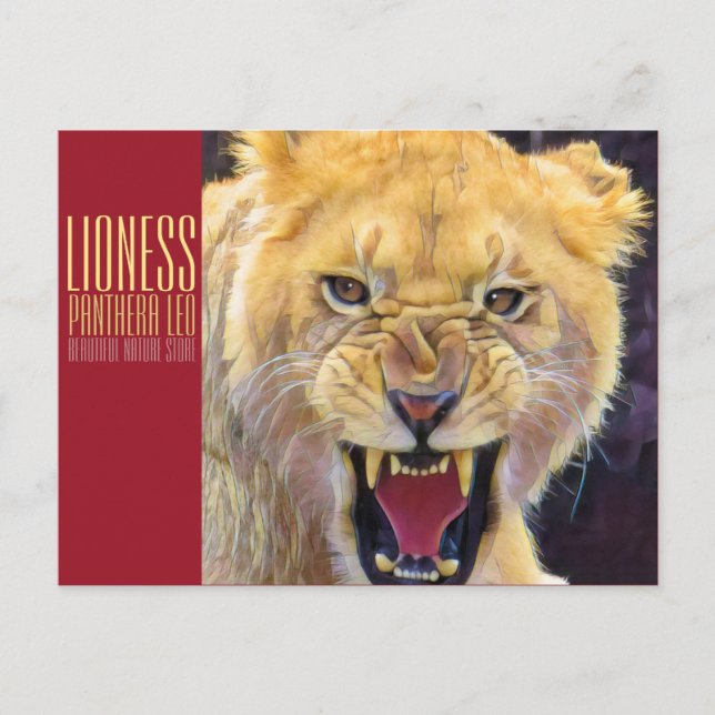 Carte Postale Lionne [Carte postale] (Devant)