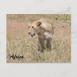 Carte Postale lionne chassant