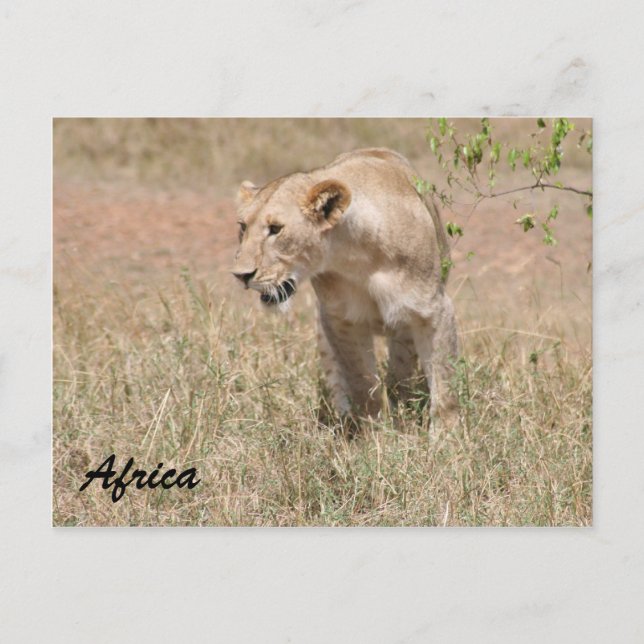 Carte Postale lionne chassant (Devant)
