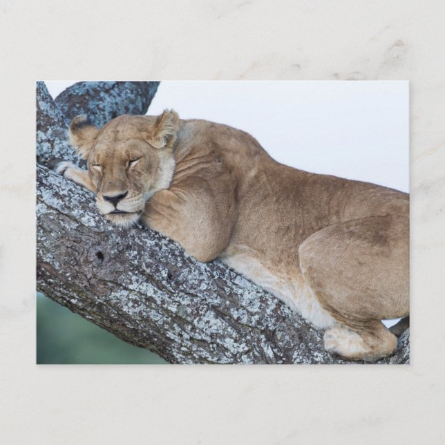 Carte Postale Lionne dormant dans un arbre (Devant)