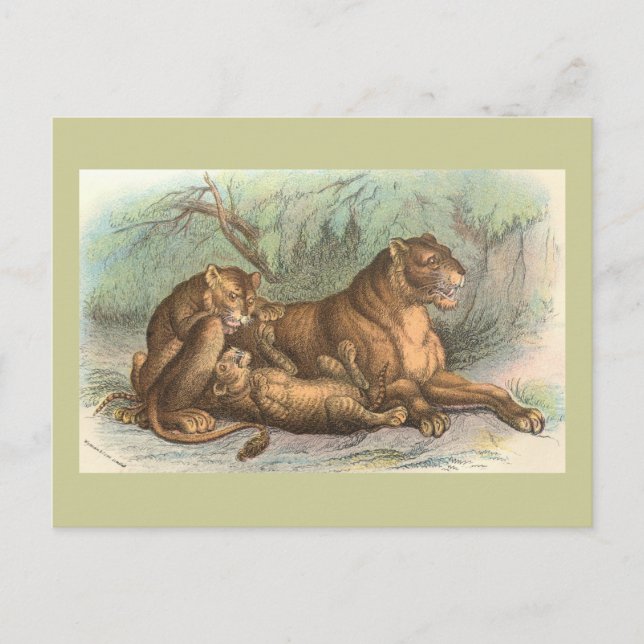 Carte Postale Lionne et CUB, Felis Lion (Devant)