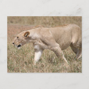 Carte Postale lionne qui brille