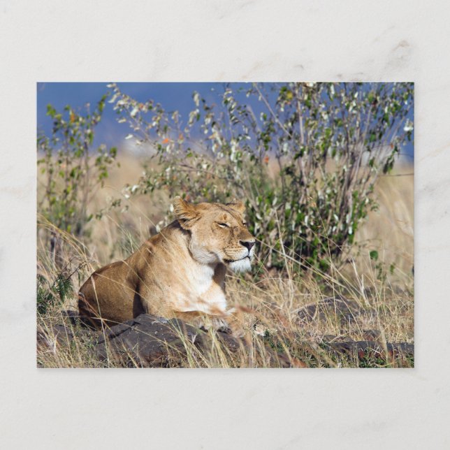 Carte Postale Lionne reposant (Devant)
