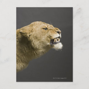 Carte Postale Lionne rugissant 2