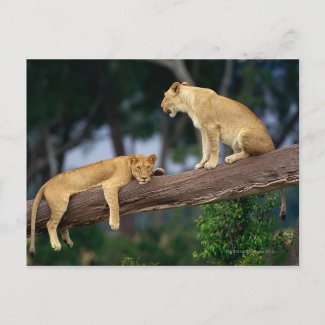 Carte Postale Lionnes dans un arbre (Devant)