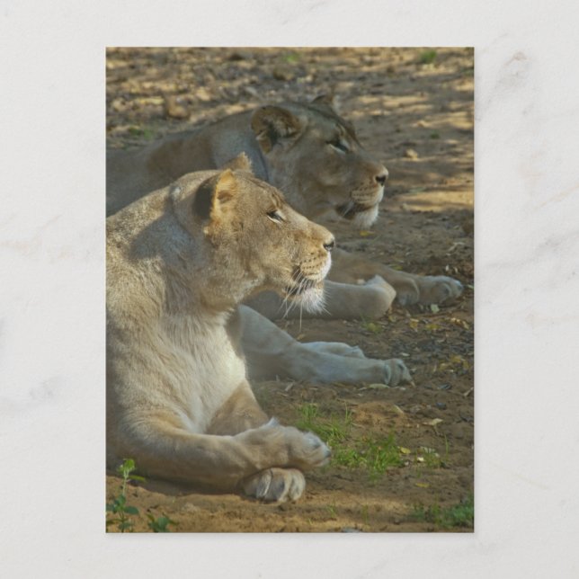 Carte postale Lions (Devant)