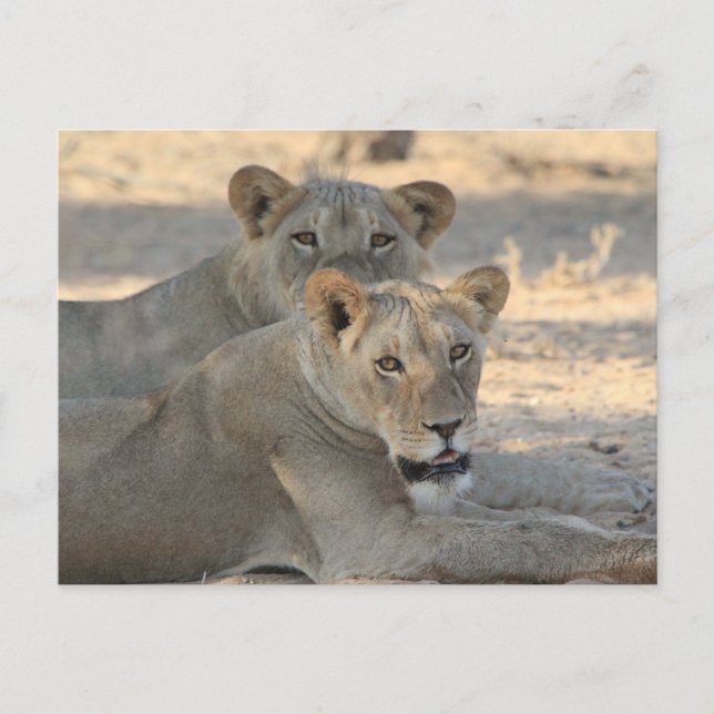 Carte Postale Lions (Devant)