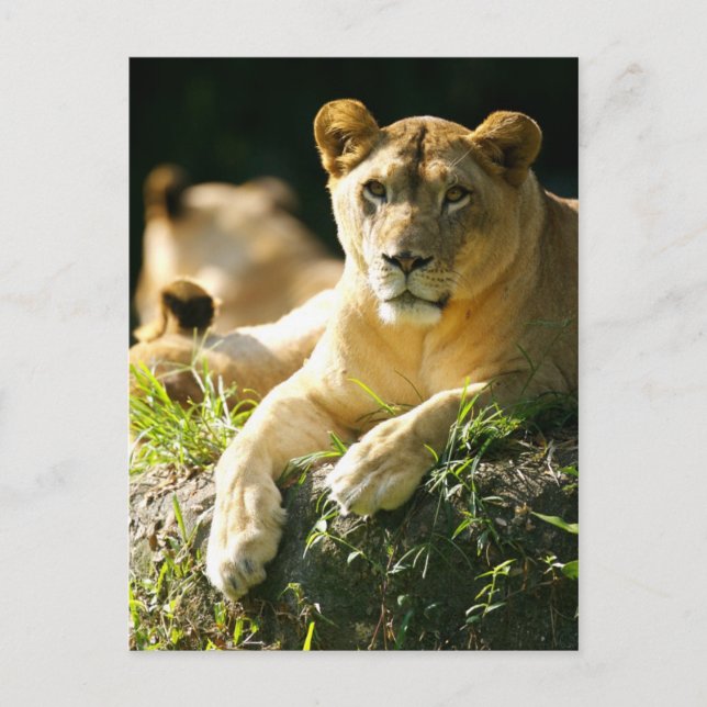Carte Postale Lions (Devant)