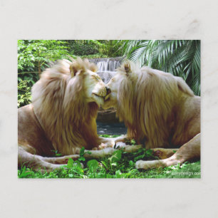 Carte Postale Lions affectueux