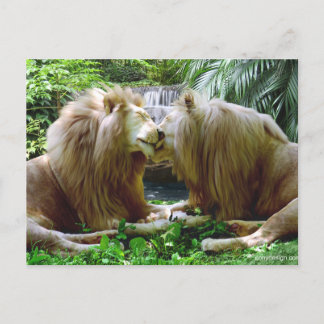 Carte Postale Lions affectueux