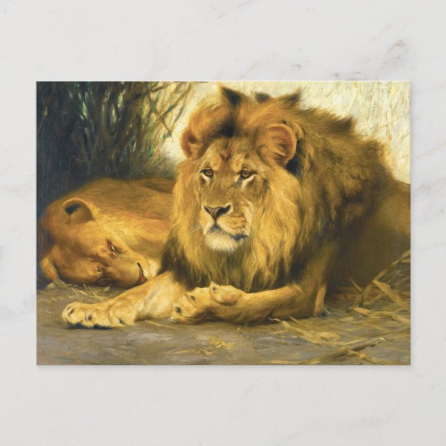 Carte Postale Lions au repos par Wilhelm Kuhnert (Devant)