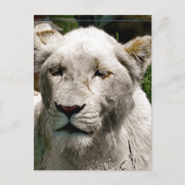 CARTE POSTALE LIONS BLANCS (Devant)
