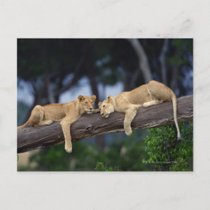 Carte Postale Lions couchés sur la branche de l'arbre, Kenya, Af