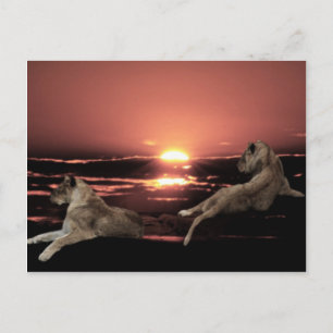 Carte Postale lions d'Afrique se reposant au coucher du soleil