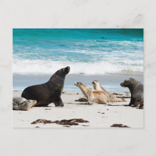 Carte Postale Lions de la mer australienne sur la baie de Seal K