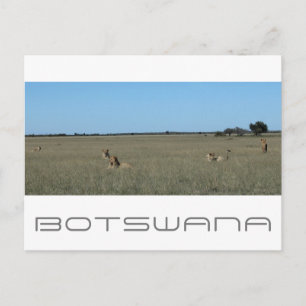 Carte Postale Lions de la savane du Kalahari central au Botswana