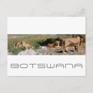 Carte Postale Lions de la savane du Kalahari central Botswana Vo