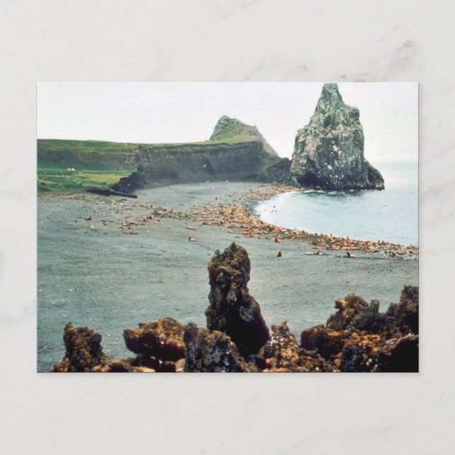 Carte Postale Lions de mer à Haulout (Devant)