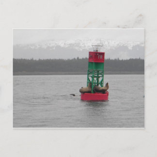 Carte Postale Lions de mer à Juneau, Alaska