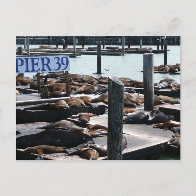 Carte Postale Lions de mer du quai 39 (Devant)