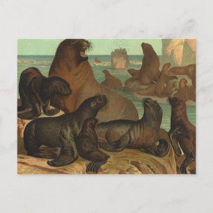 Carte Postale Lions de mer vintage sur la plage, Vie marine Anim