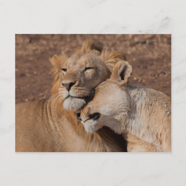 Carte postale Lions in Love (Devant)