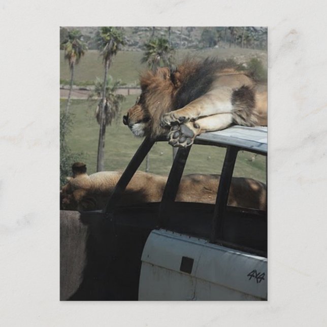 Carte Postale Lions Lazy (Devant)