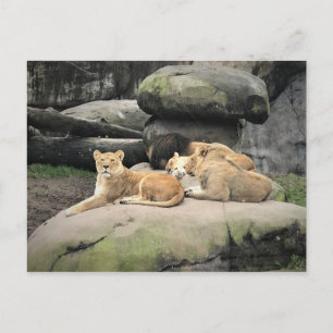 Carte Postale Lions Napping au zoo