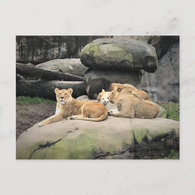 Carte Postale Lions Napping au zoo (Devant)