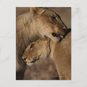 Carte Postale Lions (Panthera leo) collage paire, Squelette