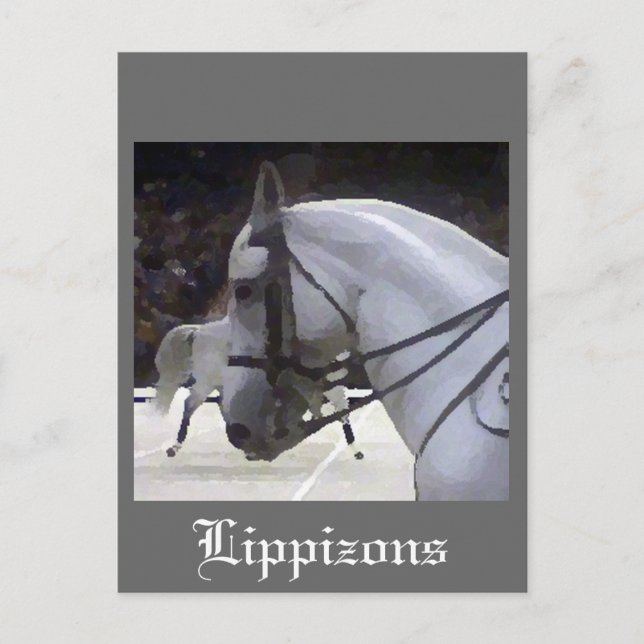 Carte Postale Lippizons 2009 (Devant)