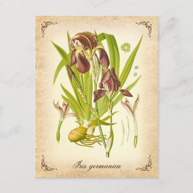 Carte Postale L'iris allemand - illustration vintage (Devant)