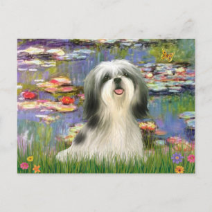 Carte Postale Lis (#2) - Shih Tzu #3