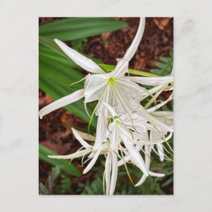 Carte Postale Lis blanc d'araignée fleurit – Athens Georgie