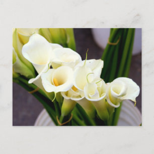carte postale lis calla