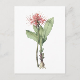 Carte Postale lis d'aérolithe (multiflorus de Haemanthus) par