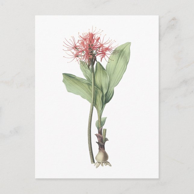 Carte Postale lis d'aérolithe (multiflorus de Haemanthus) par (Devant)