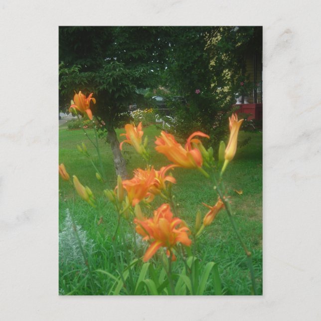 Carte Postale lis de jour de l'été (Devant)
