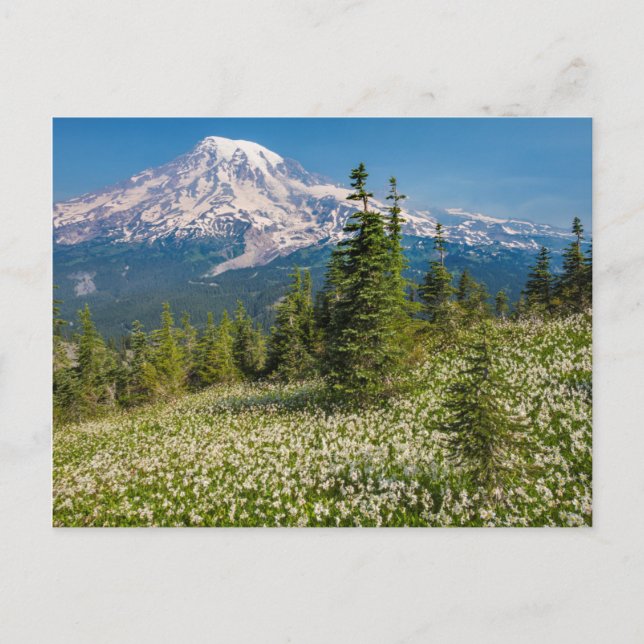 Carte Postale Lis de l'avalanche et Mont Rainier (Devant)
