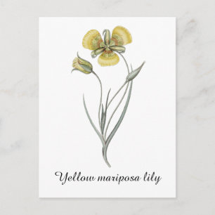 Carte Postale Lis jaune de mariposa