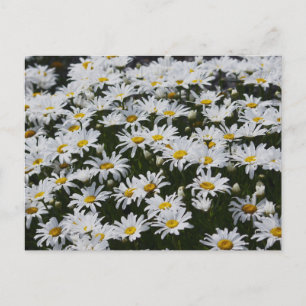 Carte Postale Lit Daisy