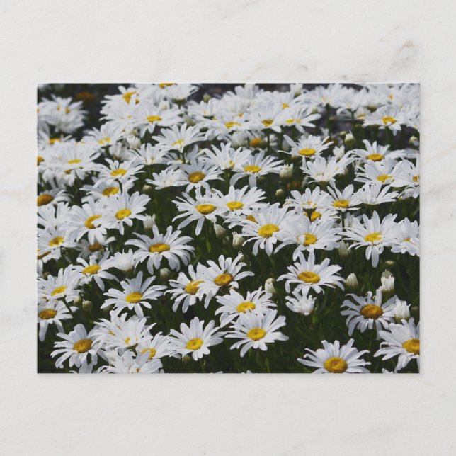 Carte Postale Lit Daisy (Devant)