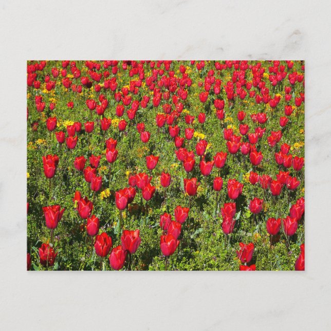Carte Postale Lit de tulipes (Devant)