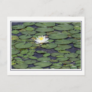 Carte Postale Lit d'eau avec bordure