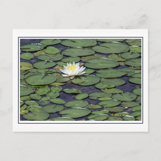 Carte Postale Lit d'eau avec bordure (Devant)