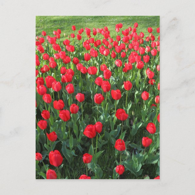 Carte Postale Lit des Tulipes rouges 01 (Devant)