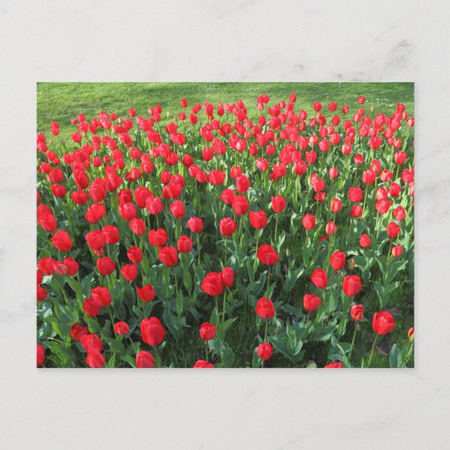 Carte Postale Lit des Tulipes rouges 01 (Devant)