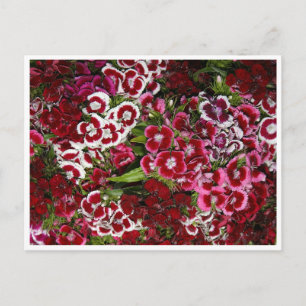 Carte Postale Lit rose Dianthus